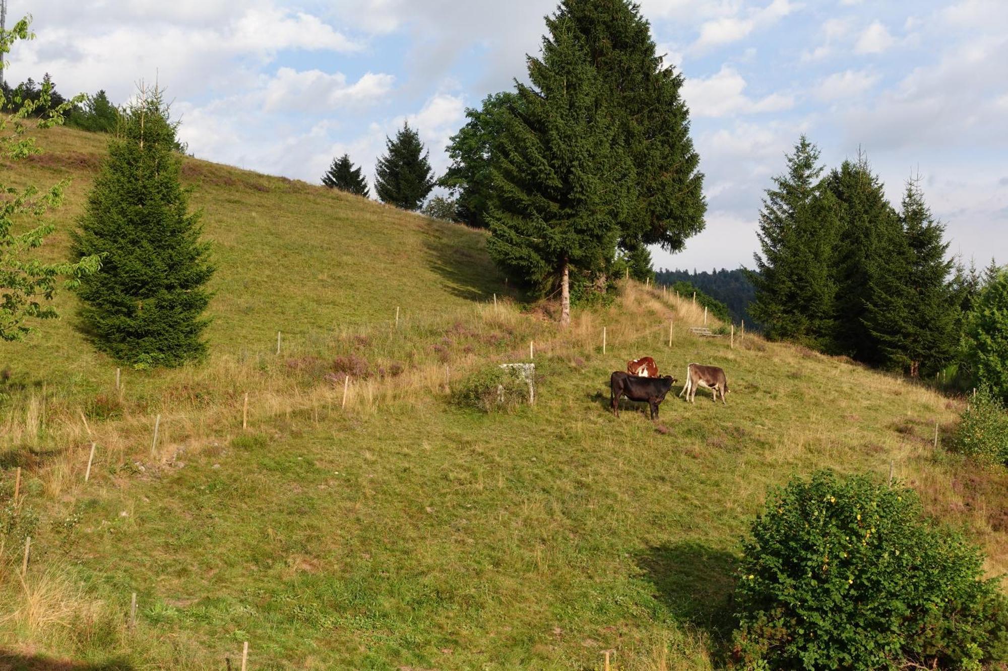 Apartments Amalia - Mit Wlan Und Sky In Traumhafter Lage Todtmoos Rum bild